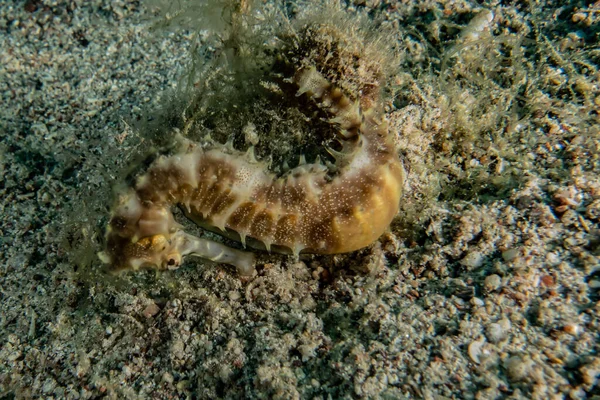 Hippocampus Sea horse in the Red Sea Colorful and beautiful, Eilat Israel