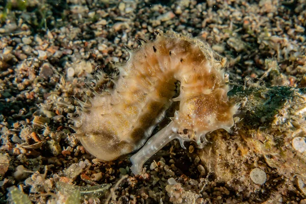 Морський Коник Гіппокампу Червоному Морі Барвистий Красивий Ейлат Ізраїль — стокове фото