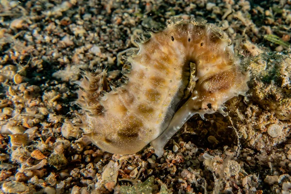 Hippocampus Cavalo Marinho Mar Vermelho Colorido Bonito Eilat Israel — Fotografia de Stock