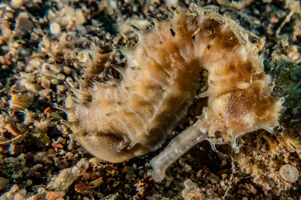 Hippocampus Sea horse in the Red Sea Colorful and beautiful, Eilat Israel