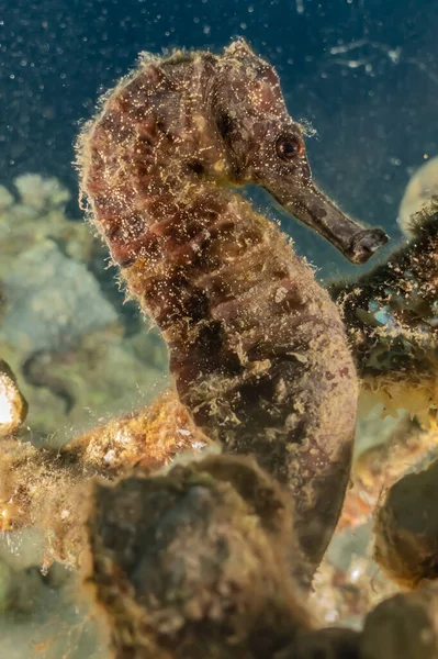 Hippocampus Havshäst Röda Havet Färgglada Och Vackra Eilat Israel — Stockfoto