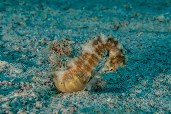 Kızıl Deniz Deki Hipokampus Deniz Atı Renkli Güzel Eilat Israel — Stok fotoğraf