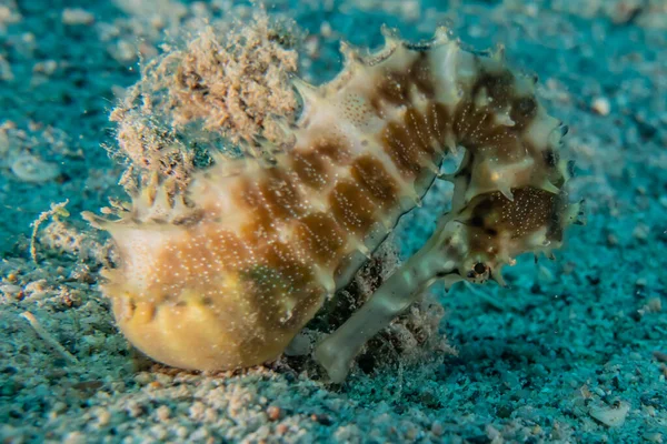 Hippocampus Sea horse in the Red Sea Colorful and beautiful, Eilat Israel