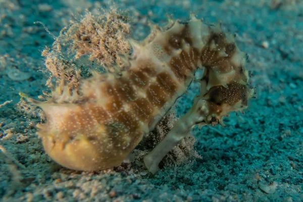 Hippocampus Sea horse in the Red Sea Colorful and beautiful, Eilat Israel