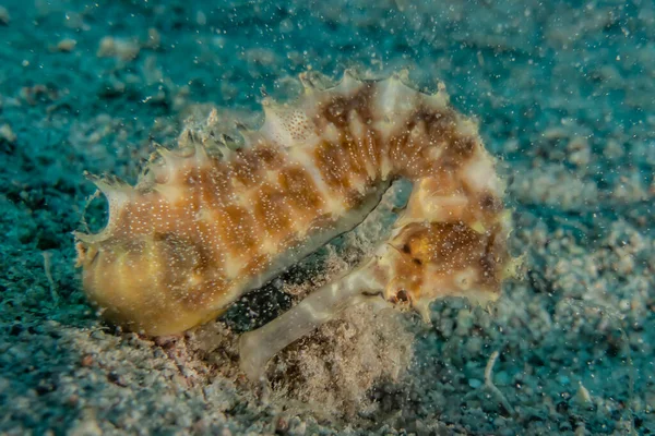 Hippocampus Sea horse in the Red Sea Colorful and beautiful, Eilat Israel