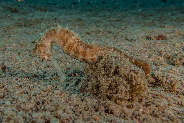 Hippocampus Seepferdchen Roten Meer Bunt Und Schön Eilat Israel — Stockfoto