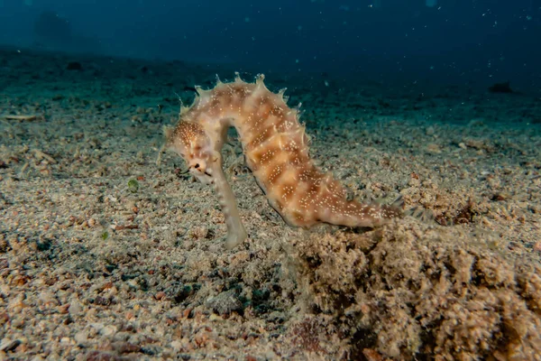 Hippocampus Havshäst Röda Havet Färgglada Och Vackra Eilat Israel — Stockfoto
