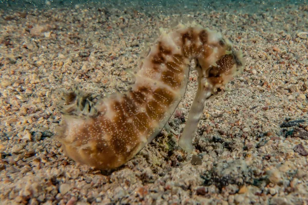 Hippocampus Sea Horse Red Sea Colorful Beautiful Eilat Israel — Stock Photo, Image