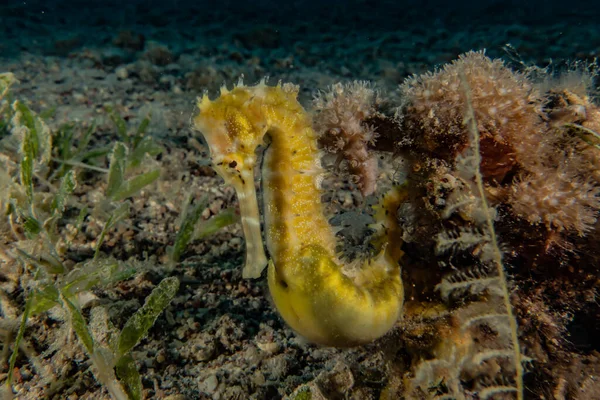 Hippocampus Seepferdchen Roten Meer Bunt Und Schön Eilat Israel — Stockfoto