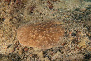 Torpido sinüspersici Kızıl Deniz 'de deniz tabanında, İsrail
