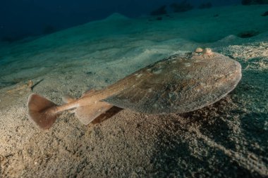Torpido sinüspersici Kızıl Deniz 'de deniz tabanında, İsrail