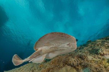 Torpido sinüspersici Kızıl Deniz 'de deniz tabanında, İsrail