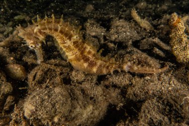 Kızıl Deniz 'deki Hipokampus Deniz Atı Renkli ve güzel, Eilat Israel