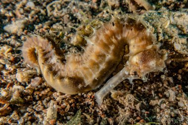 Kızıl Deniz 'deki Hipokampus Deniz Atı Renkli ve güzel, Eilat Israel