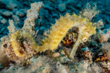 Kızıl Deniz 'deki Hipokampus Deniz Atı Renkli ve güzel, Eilat Israel