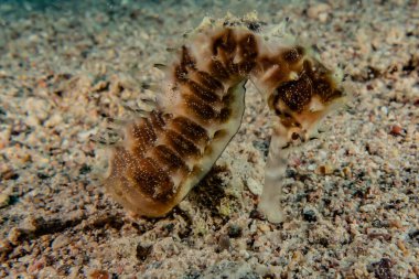 Kızıl Deniz 'deki Hipokampus Deniz Atı Renkli ve güzel, Eilat Israel
