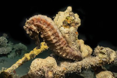 Kızıl Deniz 'deki Hipokampus Deniz Atı Renkli ve güzel, Eilat Israel