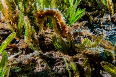 Kızıl Deniz 'deki Hipokampus Deniz Atı Renkli ve güzel, Eilat Israel