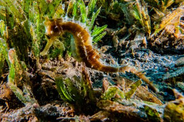 Kızıl Deniz 'deki Hipokampus Deniz Atı Renkli ve güzel, Eilat Israel