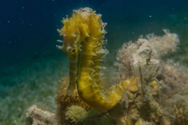 Kızıl Deniz 'deki Hipokampus Deniz Atı Renkli ve güzel, Eilat Israel