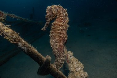 Kızıl Deniz 'deki Hipokampus Deniz Atı Renkli ve güzel, Eilat Israel