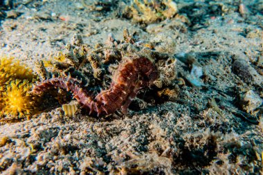 Kızıl Deniz 'deki Hipokampus Deniz Atı Renkli ve güzel, Eilat Israel