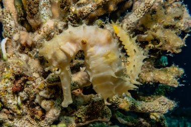 Kızıl Deniz 'deki Hipokampus Deniz Atı Renkli ve güzel, Eilat Israel