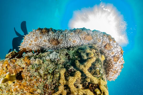 Kızıl Deniz 'deki deniz hıyarı. Renkli ve güzel, Eilat Israel.