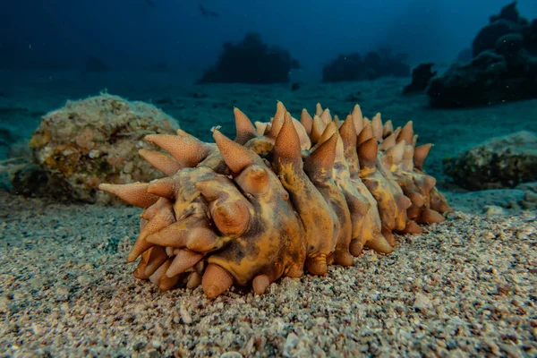 Kızıl Deniz 'deki deniz hıyarı. Renkli ve güzel, Eilat Israel.
