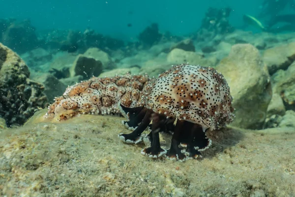 Sea cucumber in the Red Sea Colorful and beautiful, Eilat Israel