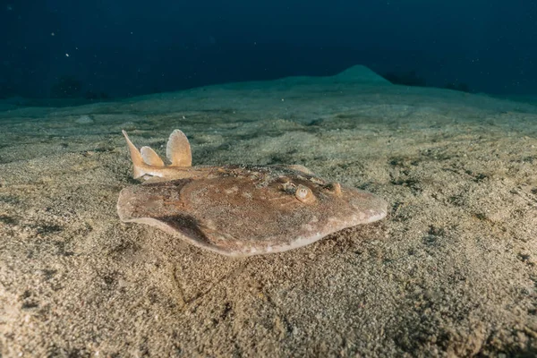 Torpido sinüspersici Kızıl Deniz 'de deniz tabanında, İsrail