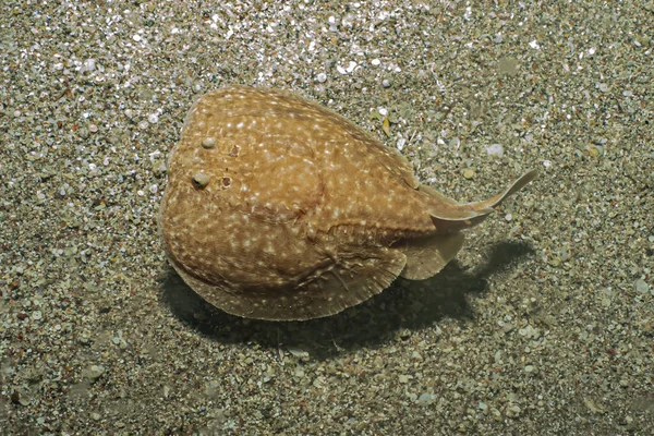 Torpido sinüspersici Kızıl Deniz 'de deniz tabanında, İsrail