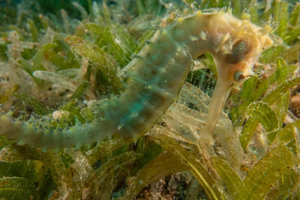 Морской Конь Красном Море Красочный Красивый Эйлат Израиль — стоковое фото