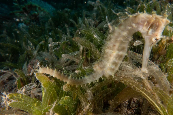 Hippocampus Tengeri Vörös Tengeren Színes Gyönyörű Eilat Izrael — Stock Fotó