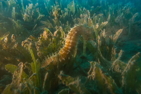 Hippocampus Sea horse in the Red Sea Colorful and beautiful, Eilat Israel