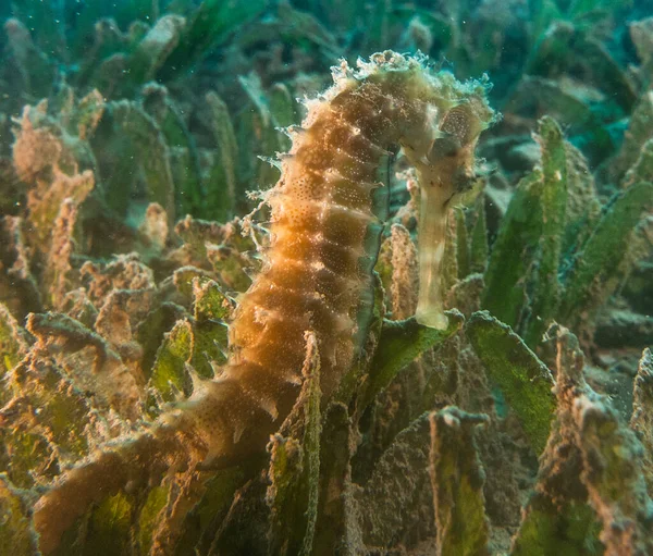 Hippocampus Cavalo Marinho Mar Vermelho Colorido Bonito Eilat Israel — Fotografia de Stock