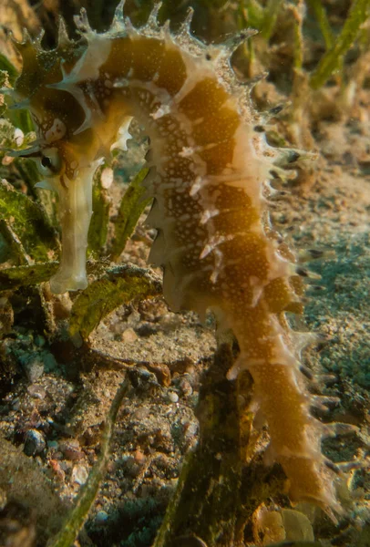 Hippocampus Cavalo Marinho Mar Vermelho Colorido Bonito Eilat Israel — Fotografia de Stock