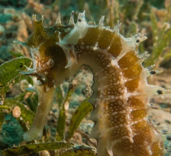 Hippocampus Sea horse in the Red Sea Colorful and beautiful, Eilat Israel