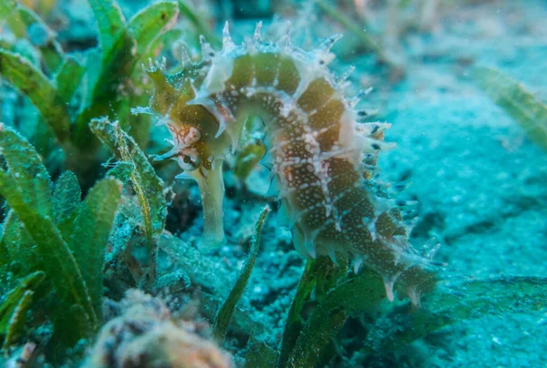 Hippocampus Seepferdchen Roten Meer Bunt Und Schön Eilat Israel — Stockfoto