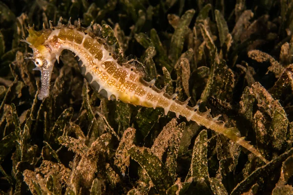 Hippocampus Cavalo Marinho Mar Vermelho Colorido Bonito Eilat Israel — Fotografia de Stock