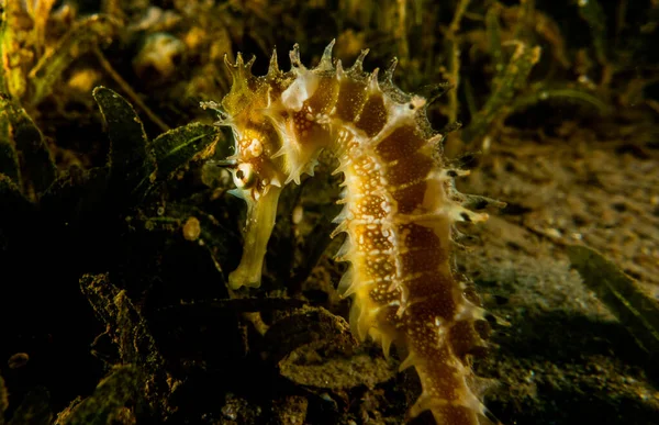 Hippocampus Seepferdchen Roten Meer Bunt Und Schön Eilat Israel — Stockfoto