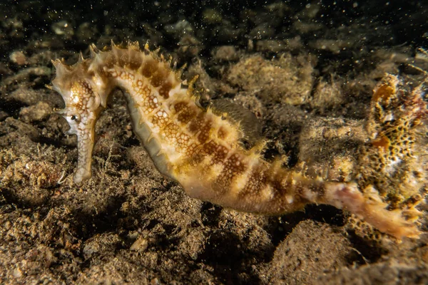 Hippocampus Cavalo Marinho Mar Vermelho Colorido Bonito Eilat Israel — Fotografia de Stock