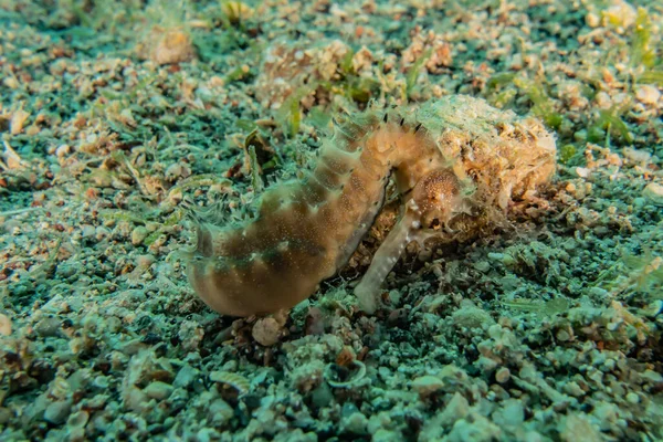 Hippocampus Sea horse in the Red Sea Colorful and beautiful, Eilat Israel