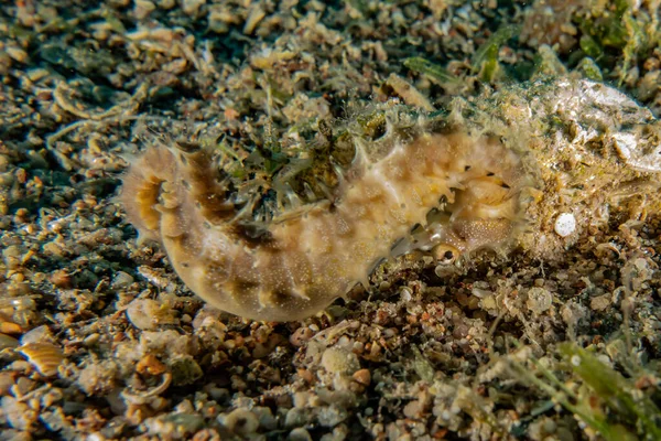 Hippocampus Cavalo Marinho Mar Vermelho Colorido Bonito Eilat Israel — Fotografia de Stock