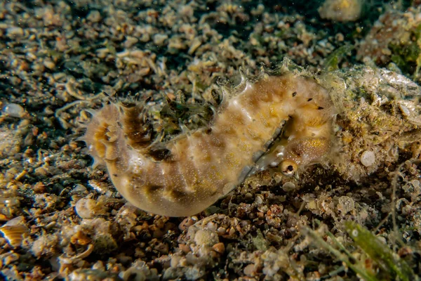 Hippocampus Cavalo Marinho Mar Vermelho Colorido Bonito Eilat Israel — Fotografia de Stock