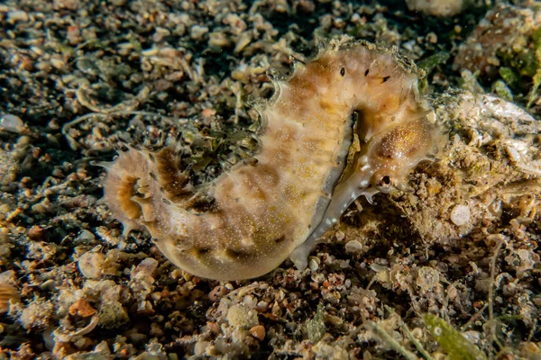 Hippocampus Cavalo Marinho Mar Vermelho Colorido Bonito Eilat Israel — Fotografia de Stock