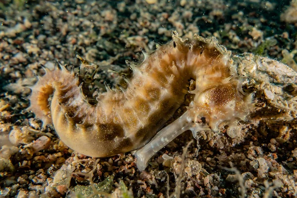 Ippocampo Cavalluccio Marino Nel Mar Rosso Colorato Bello Eilat Israele — Foto Stock