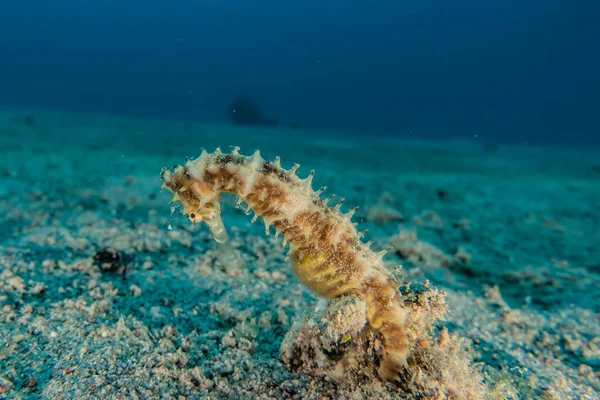 Hippocampus Seepferdchen Roten Meer Bunt Und Schön Eilat Israel — Stockfoto