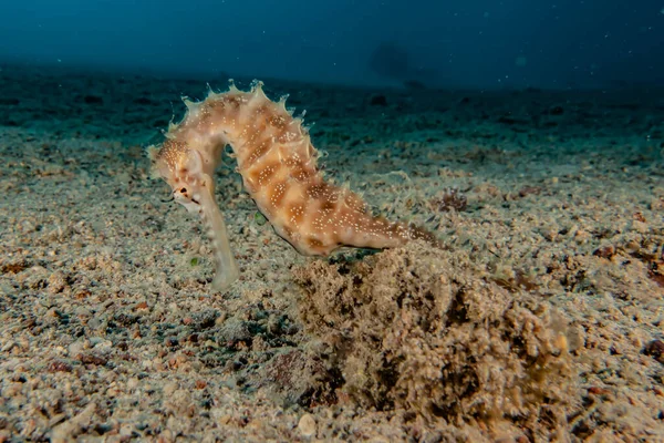 Hippocampus Cavalo Marinho Mar Vermelho Colorido Bonito Eilat Israel — Fotografia de Stock