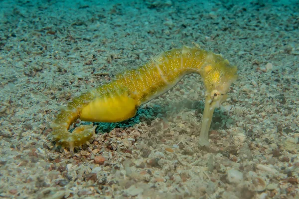 Ippocampo Cavalluccio Marino Nel Mar Rosso Colorato Bello Eilat Israele — Foto Stock